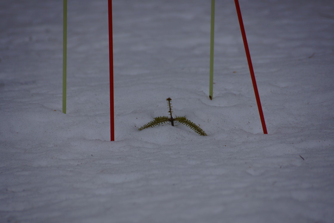 The small, transplanted pine peaked above a drift that had covered it for the past several weeks.