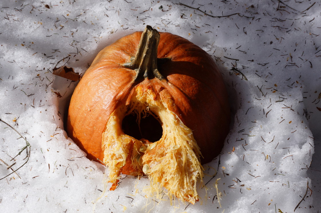 Last October, we used peanut butter to try to coax local squirrels into carving a pumpkin. Didn't work. Instead of peanut butter, we should have just plopped one into a snow bank. That seems to work just fine.