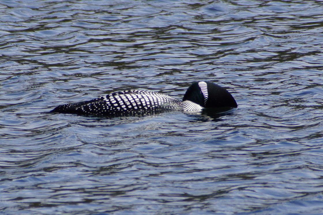 There is talk of moving the fish file to the Hodag folder. There used to be fish in the lake, but we have not seen a one so far this year.