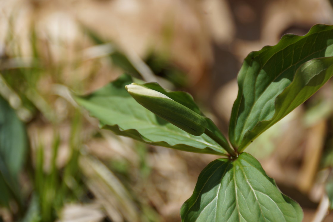 Trillium season has been pushed back by the brutal Winter. They were just starting to flower late last week. Memorial Day should coincide with peak trillium this year.
