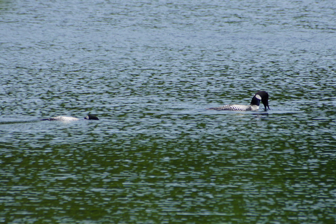 This week, local loons were hunting fish in packs of two, with one loon looking for more and another tasting one up.