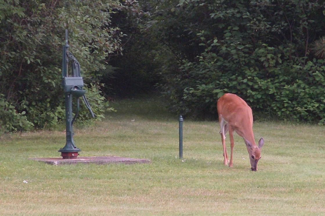 The NCC is getting more deery than usual. 