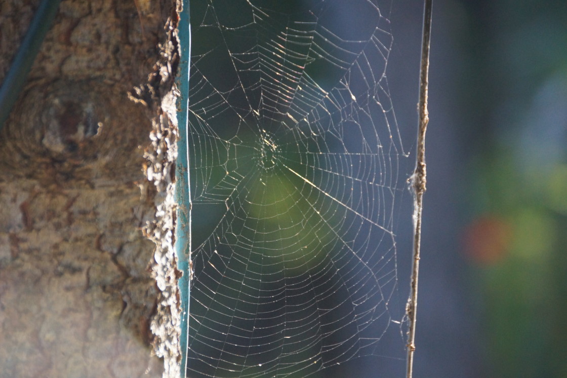 Bugs are still around but at just a fraction of peak Summer levels.
