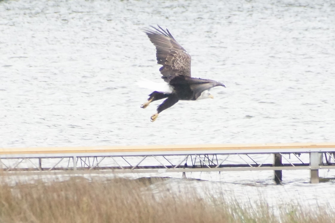 On the North end of the lake, local eagles feasted on fish.