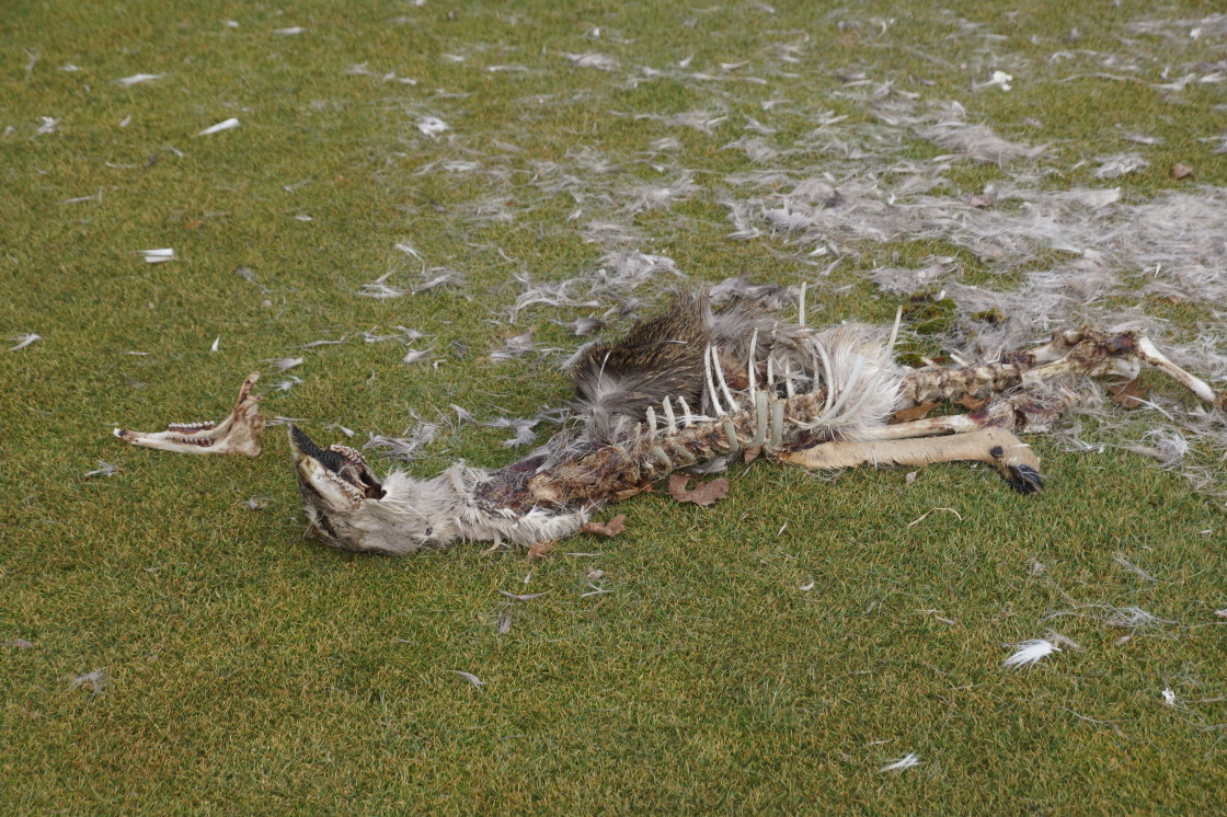 Something for an eagle to eat resting on the back of the second tee.