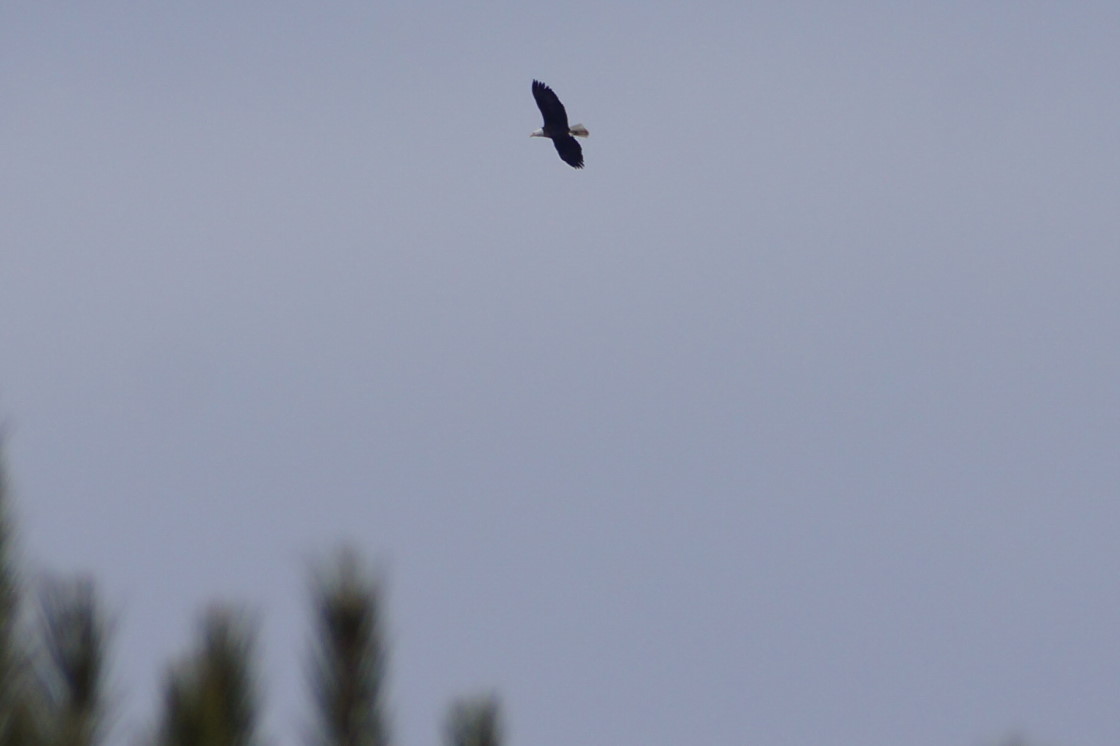 An eagle looking for something to eat.