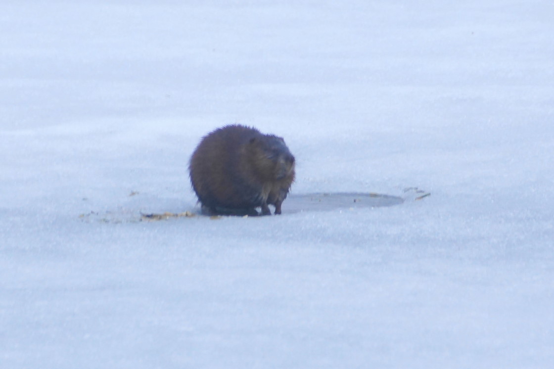While the lake level rose, a small furry was spotted diving into and popping out of old ice fishing holes.