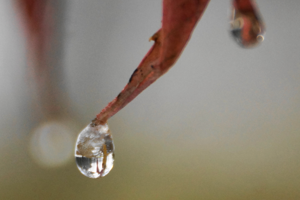 By the end of the week, the area had a thaw. Much of the 4 inches is now populating creeks and streams.