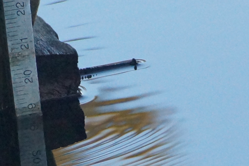 The lake level is right at the nail. With all the water flowing into the lake, it will surely be going up before ice-in. Huzzah!