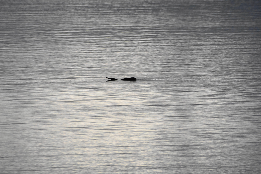 A pair of river otters have been weaselling up the North end of the lake all week.
