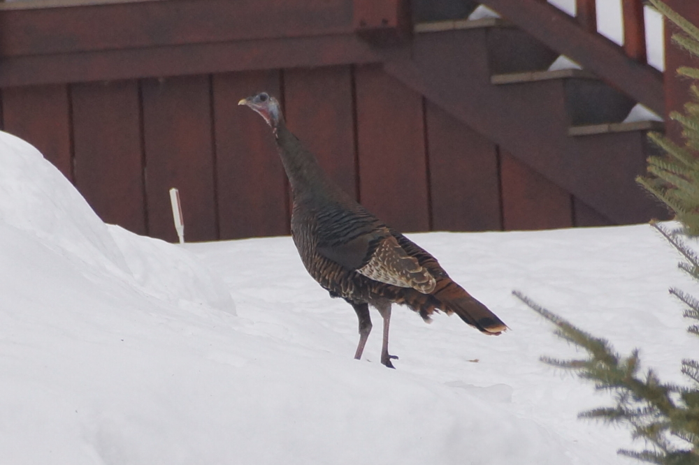A flock of wild turkeys continue to cranberry up the North end.