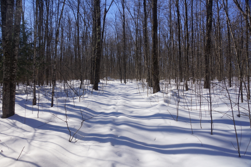 The road to the maples is snow covered and less traveled. Still, we needed to ask the trees if they were ready for tapping season.