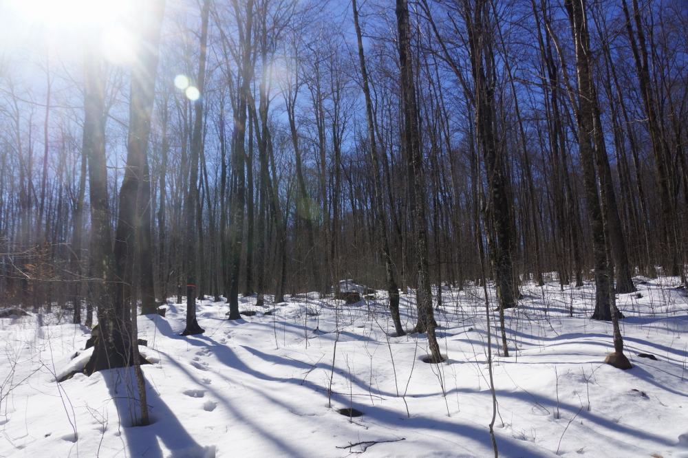 After the rain, there was a check of the local sugarbush. No maple tapping yet, but there could have been.