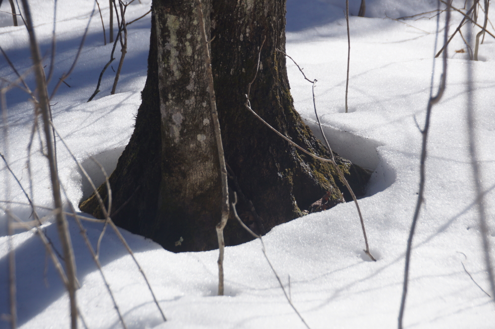 One of the portents to pounding spile into tree is the pulling away of the snow from the tree's base. There was talk among the sugarmen that we missed the first sap run.