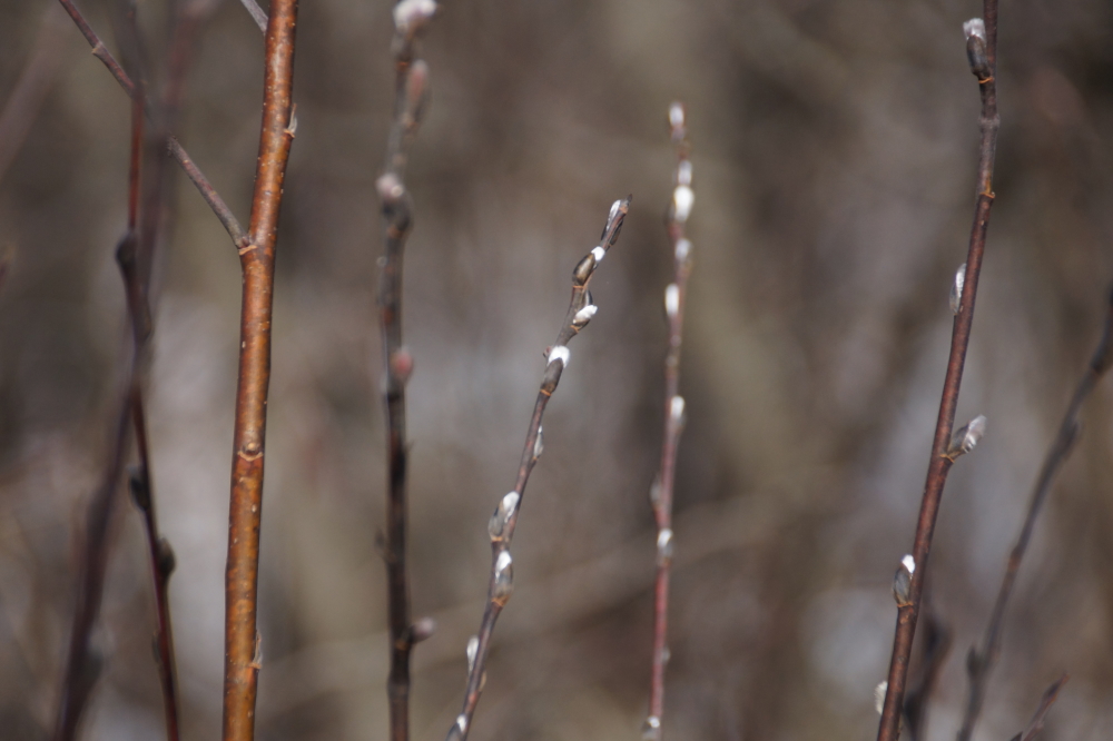 Some plants mistook this faux Spring for the real deal and started to bud. Silly plants.
