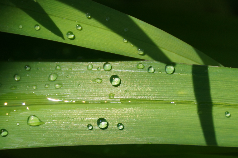 The forecast is calling for a dryer period which is good. We could use a time out from all the rain. The inflows continue to run strong and there is more than one pier that has been swallowed by the lake. 