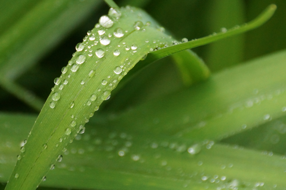 The wet and soggy that surrounded last week didn't add much to the lake level. After all the thunder and large drops, we had less than a half an inch in the rain gauge. 
