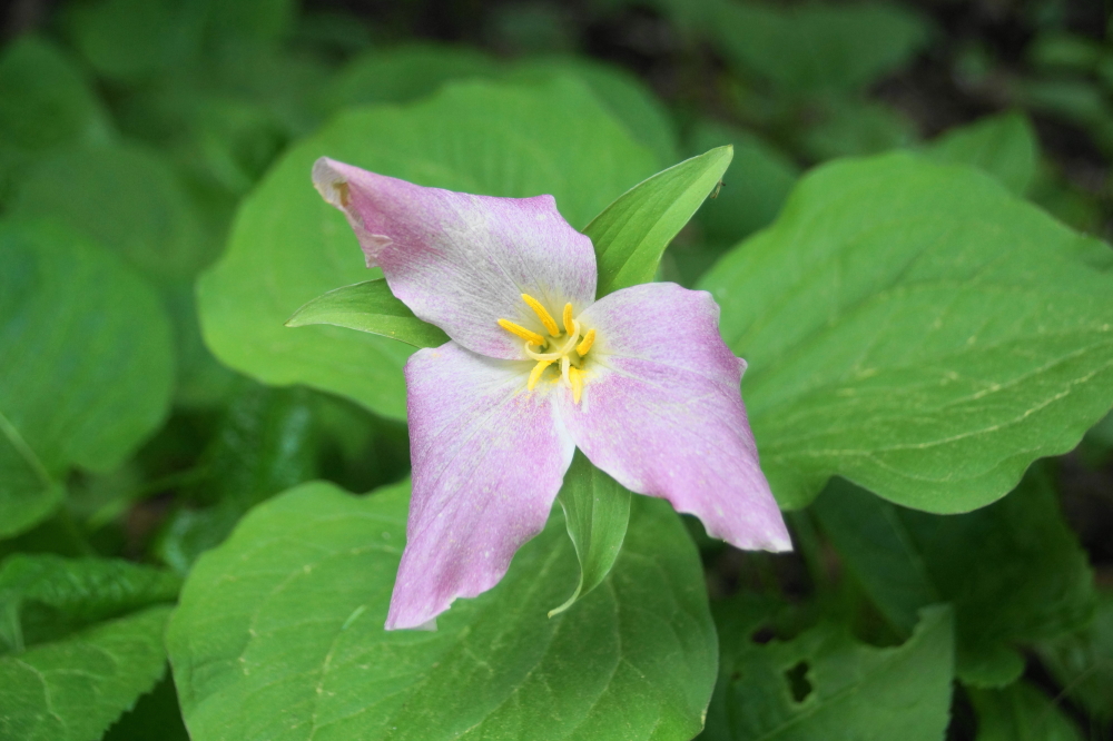 Just as the watercraft awakens, other life is getting ready for slumber. Trillium season is just about over.