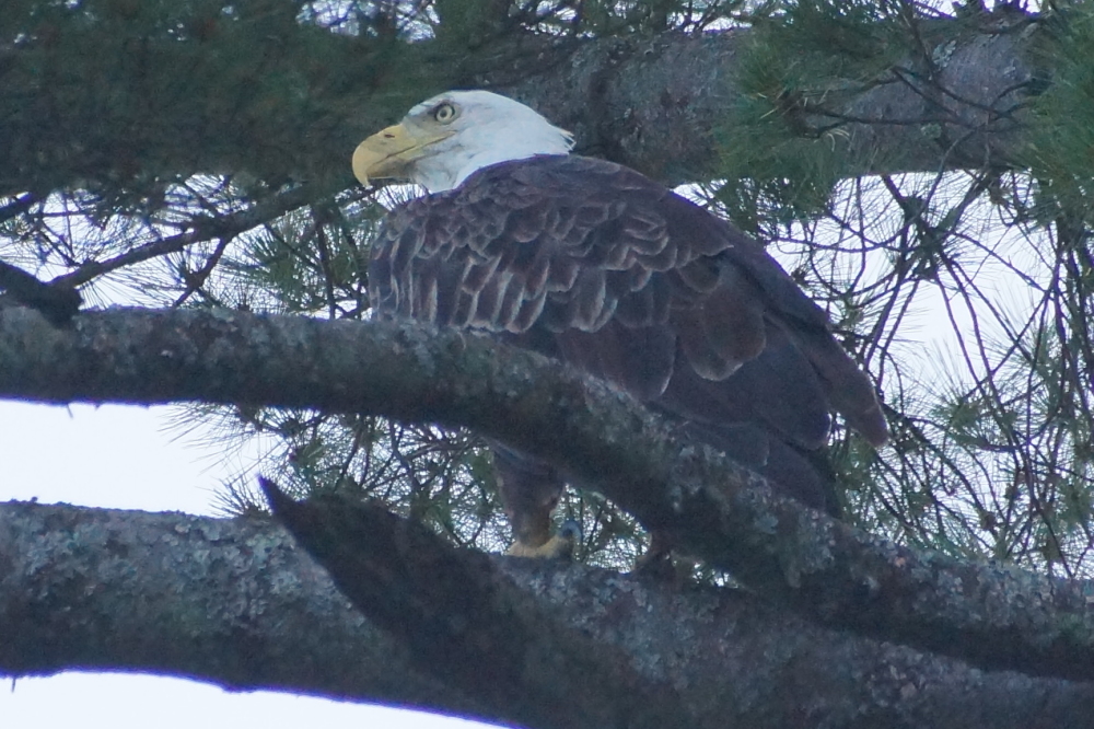 We prefer our fish cooked, others seem to like 'em raw while 50 feet up in a white pine.
