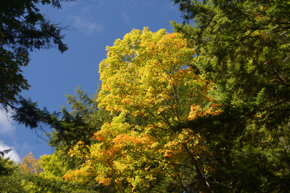 There's always some trees that don't get the memo, but most are still a summery green.