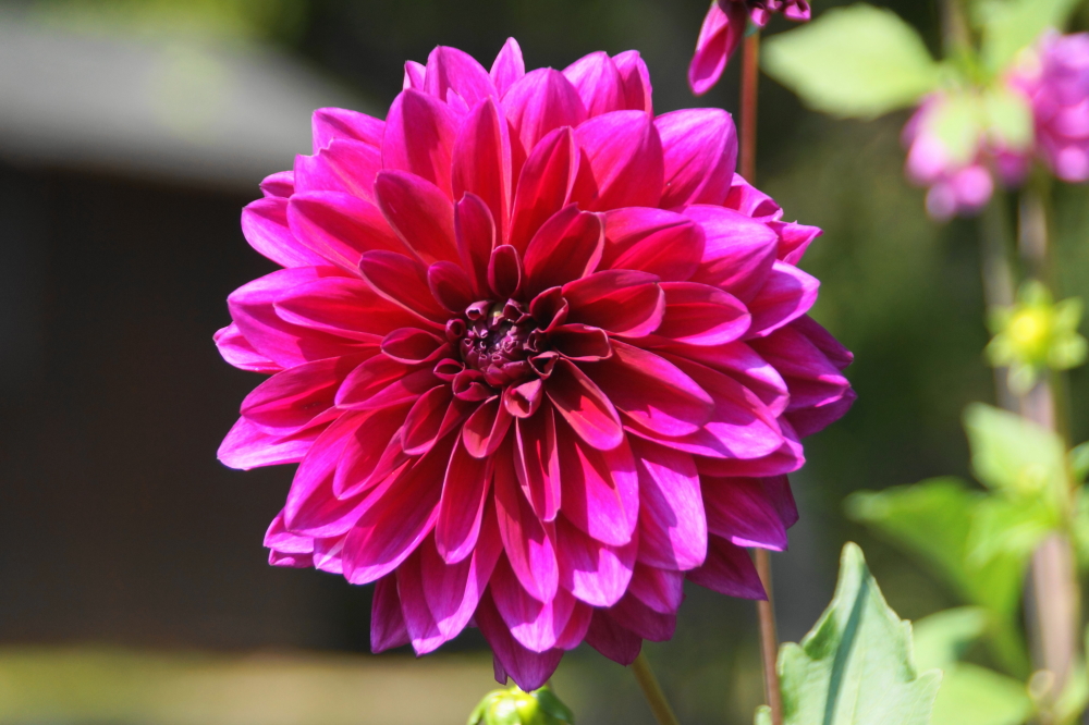 Other plants are exploding with color like fireworks on the 4th.