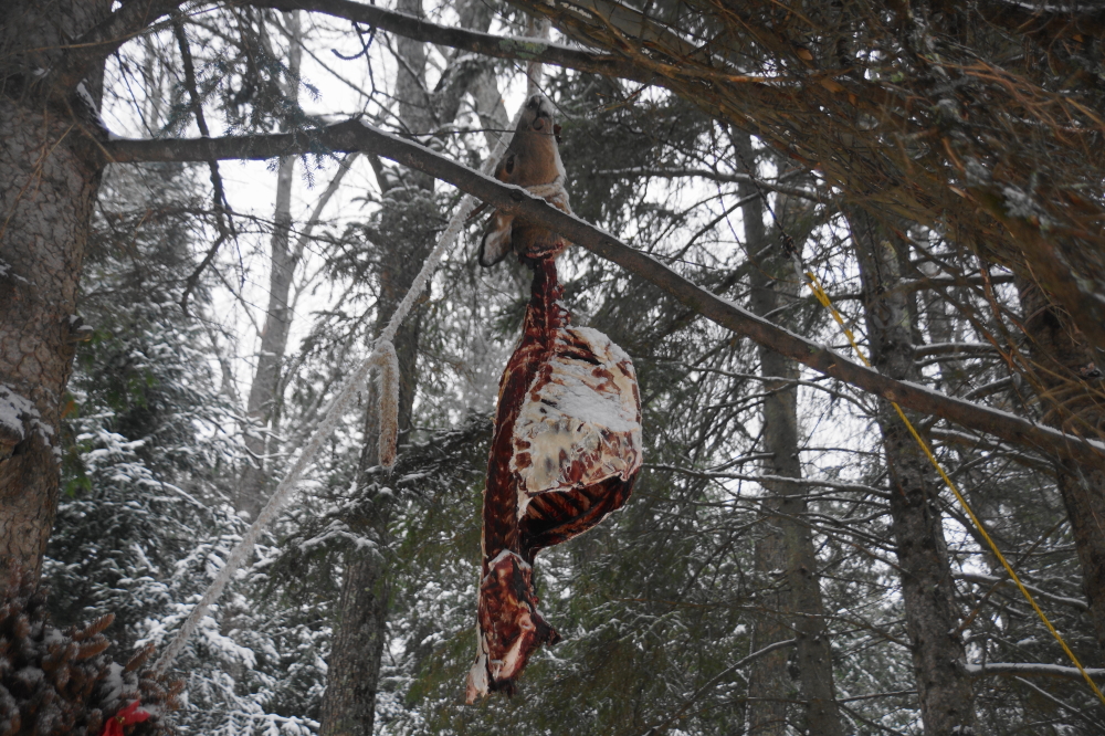 New suet feeder.<br>The small birds seem to love it.<br>The deer, not so much.