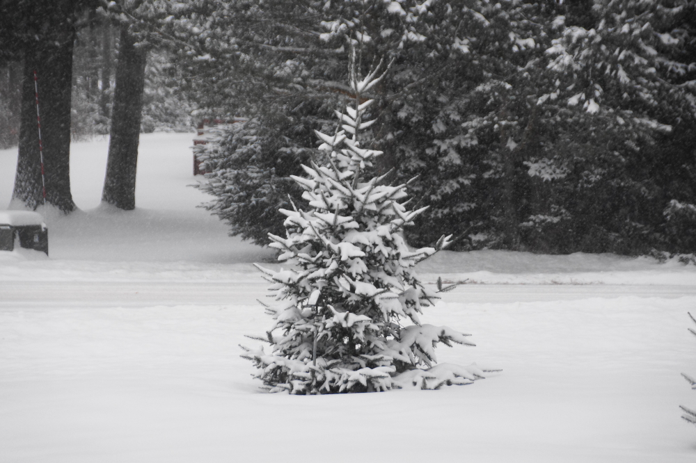 The white came mid-week.<br>The pines became seasonal.<br>Seven inch blanket.