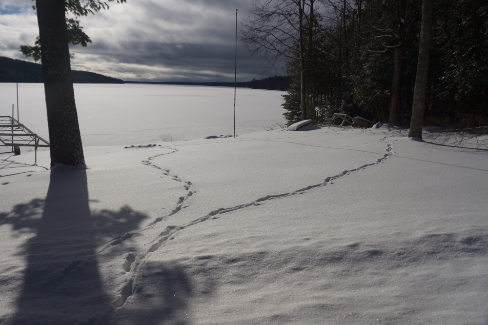 Deer tracks in the snow.<br>White tails wandering around.<br>Seems one is missing?
