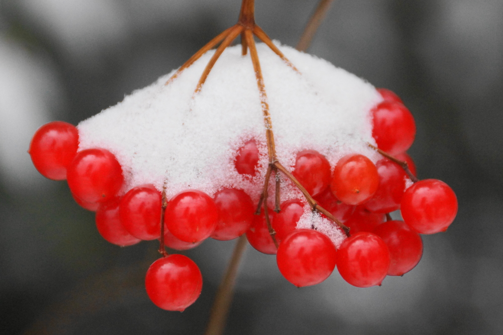 White covers the red.<br>Looks so much like mistletoe.<br>They are poisonous.