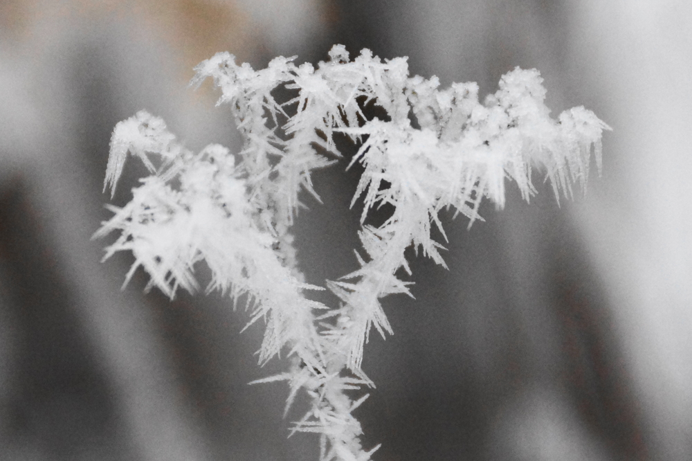 The weeds have their share.<br>Diamond-like in the sun light.<br>Pointy and fragile.