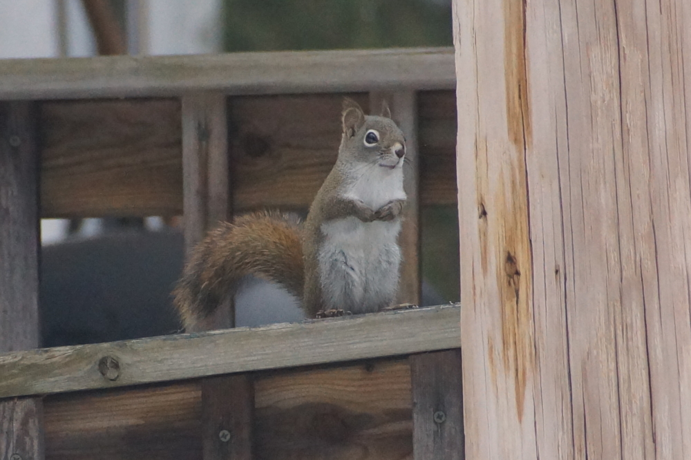 Local fuzzies soaked up the warm and seemed less grumpy.