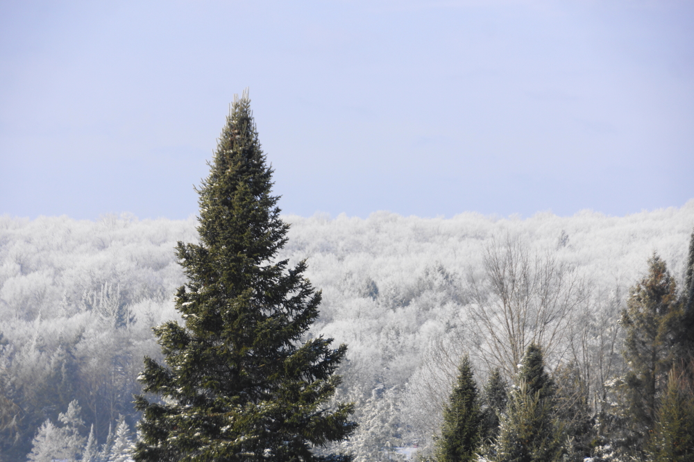 As the temperature began to plummet, some low clouds crashed into the trees leaving a frosty debris field pretty much everywhere.