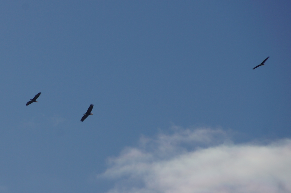 Toward the end of last week, there was a flock of eagles over Lucerne's islands looking for a tasty meal.
