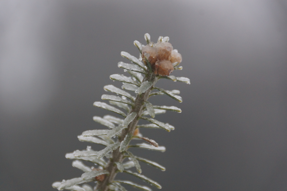 The ice cover was not limited to the snow. By Tuesday, everything outdoors had a 1/8 inch coating of cold. 