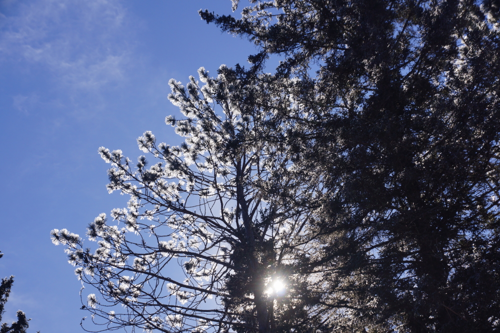 It took about 2 days to melt the ice from the trees.