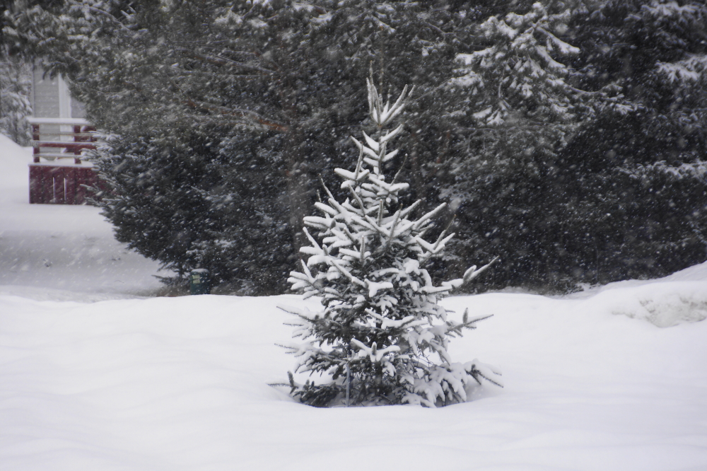 There was snow mid-week. About 5 inches of blowing, drifting white nested in the pines and smothered the already covered ground.
