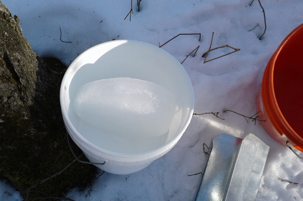 The bucketed sap also got all cold and hard.
