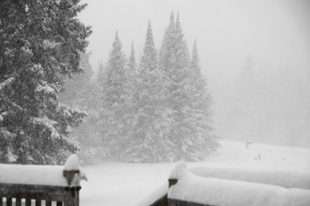 Then Winter came back. The 3 to 6 inches of snow turned out to be 8. The wind gusts of up to 40 mph did not help. Temperatures dropping to the single digits helped even less.