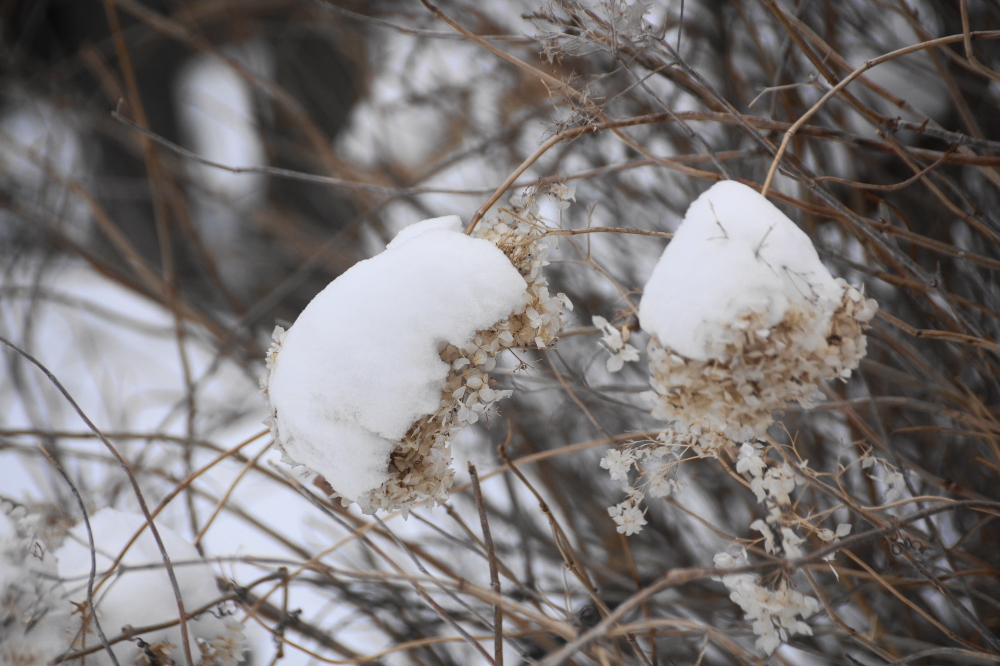 During a normal Spring, we'd be reporting on the progress of ferns and trillium. No so much this year. There might be some green under all that snow, but we haven't seen any yet.