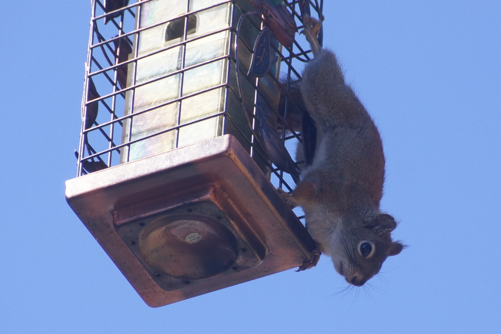 Strange fuzzy birds with a penchant for emptying bird feeders, 