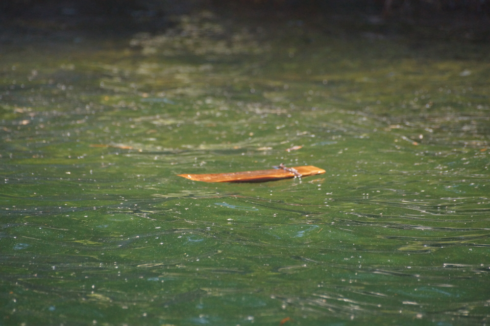 Be careful while boating this Spring. The high lake level has turned debris that was once safely shored, into hull thumping, prop bending excitement.