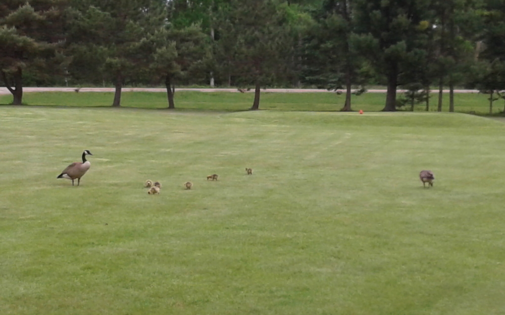 Beware the big goose on the left! After pulling a tee shot over the water on 5, I got too close while hiking to the ball. The cranky bird was enraged that I had hooked my drive and heckled me as I went by. Keeping my club cart between me and Mr. Nippy made the beak based violence more funny than un-fun. Increasing the distance between the geese family and closing the distance to the ball defused the situation before we had to call the Marshal.