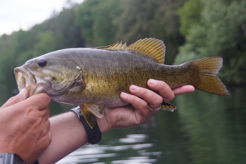 The fish are extremely active/tasty. And fun. Especially on ultra light tackle without a net.