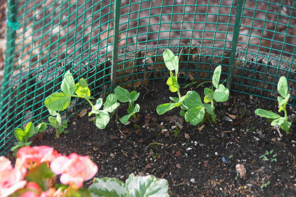 The pea pod plants in the second planter on the 6th hole at the NCC golf course don't have any peas yet. We'd give it 3 weeks before golfers can have a green, nutritious snack before teeing off.