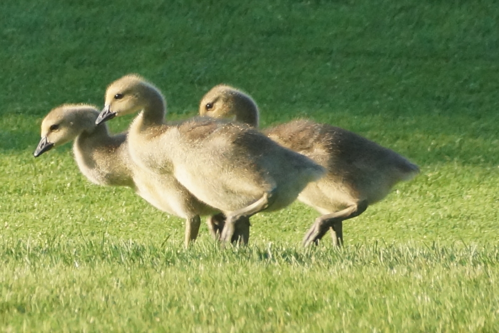 The six little fuzzballs with legs that infest the 5th and 8th holes don't seem any worse for the wear after the rain.