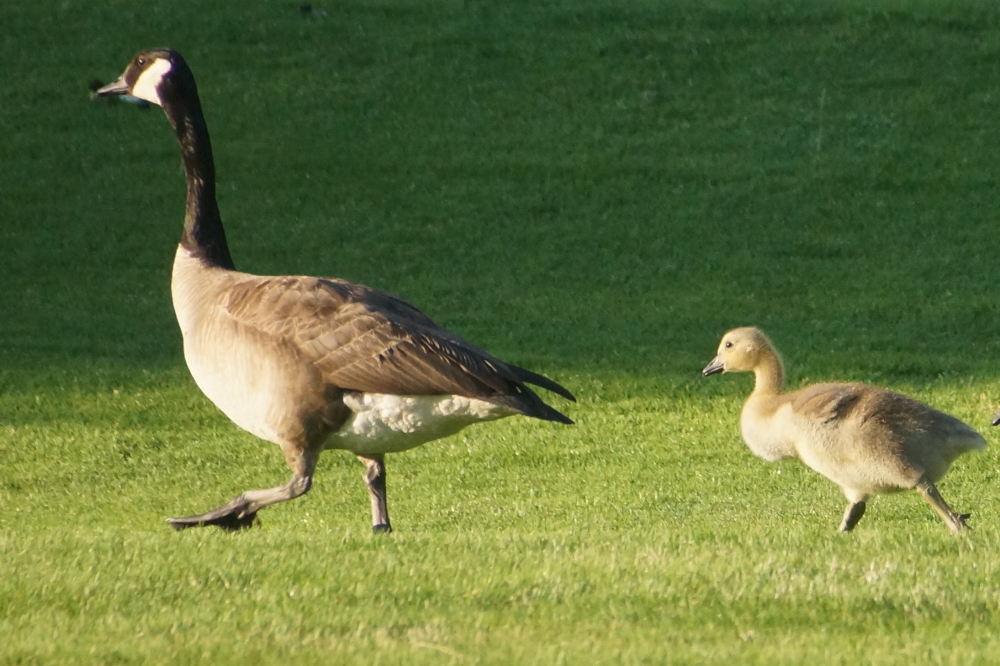 The big, grumpy one that watches over the small, fuzzy ones has attacked many a golfer. We remain un-nipped, but a few times, it was a close thing. 