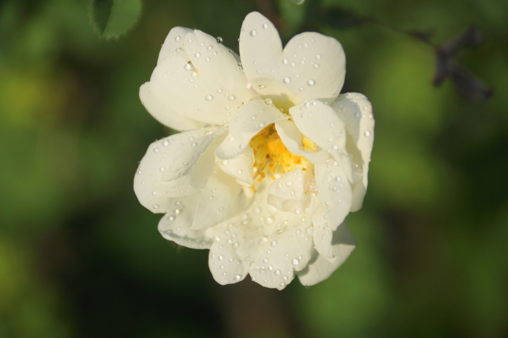 The previous week's wet in combination with last week's sun put plants into full flower.