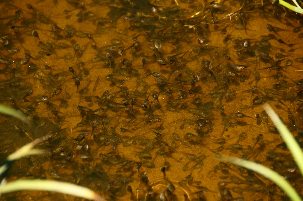 The week long drought has taken its toll on both Upper and Lower Walerko. Tadpoles that at one time could roam for 10's of feet up and down the shore are now confined to a small, wiggly puddle. Nobody went wading into it, it's kind of gross.
