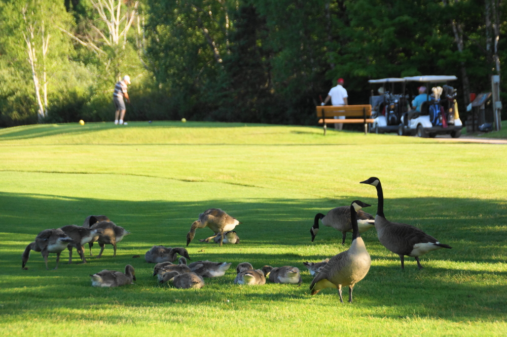 The geese that have been terrorizing golfers at the NCC course were joined by another pack of honkers. My caddie recommended a sand wedge, but I went with a camera instead.