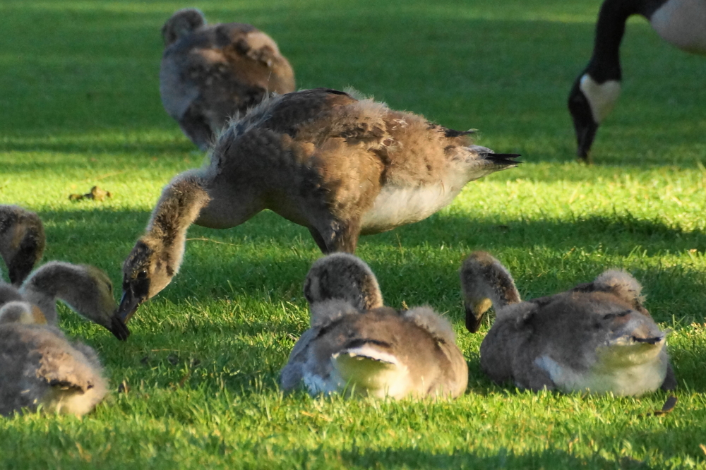 Many of the small ones have shed most of their little fuzzball coat and have adopted a more semi-plucked chicken look.